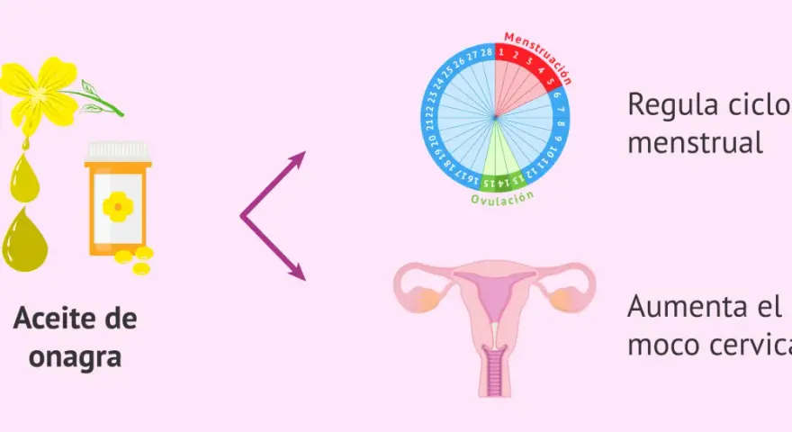 Aceite de onagra para regular la regla. Ayuda a regular el ciclo menstrual y aumenta el moco cervical.