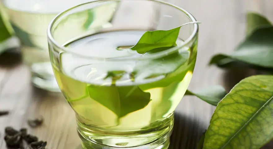 Té verde con hojas frescas, una hierba efectiva para quedar embarazada.