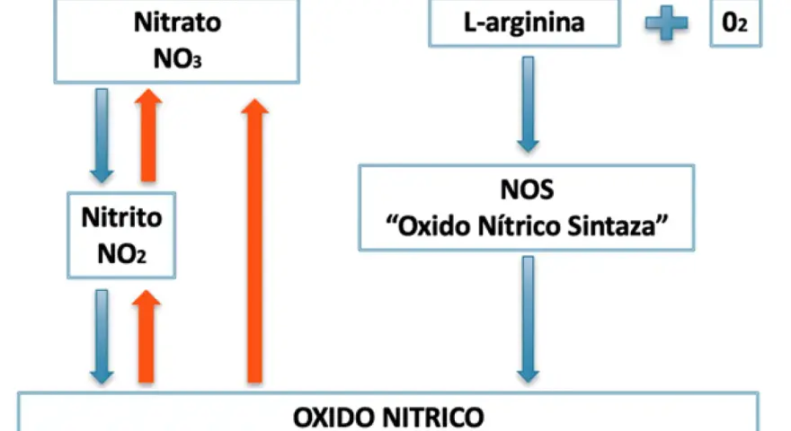 Diagrama muestra la síntesis de óxido nítrico a partir de L-arginina y O2 por la enzima NOS, y la interconversión de nitrato y nitrito.