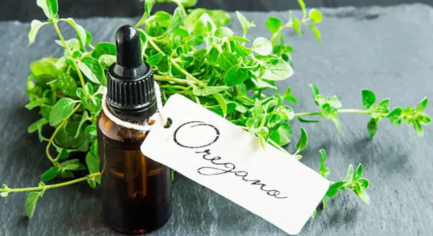 Frasco con cuentagotas de aceite de orégano junto a un manojo de hierbas frescas. La etiqueta dice "Oregano".
