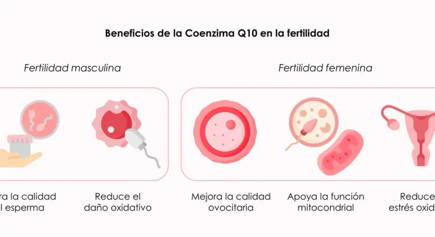 La coenzima Q10 para que sirve en mujeres: mejora ovocitos, apoya mitocondrias y reduce estrés oxidativo, clave para la fertilidad femenina.