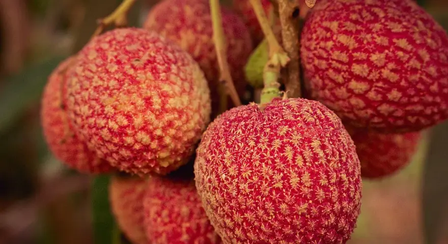 Racimos de lichi fruta, con su piel rugosa y rojiza, cuelgan de una rama.