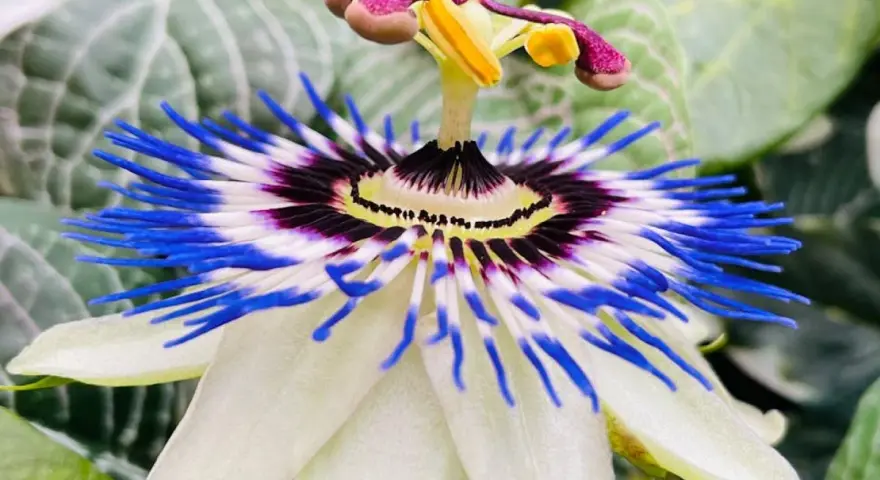 Flor de pasiflora, con sus vibrantes pétalos blancos y azules, evoca la calma y las propiedades relajantes de esta planta.