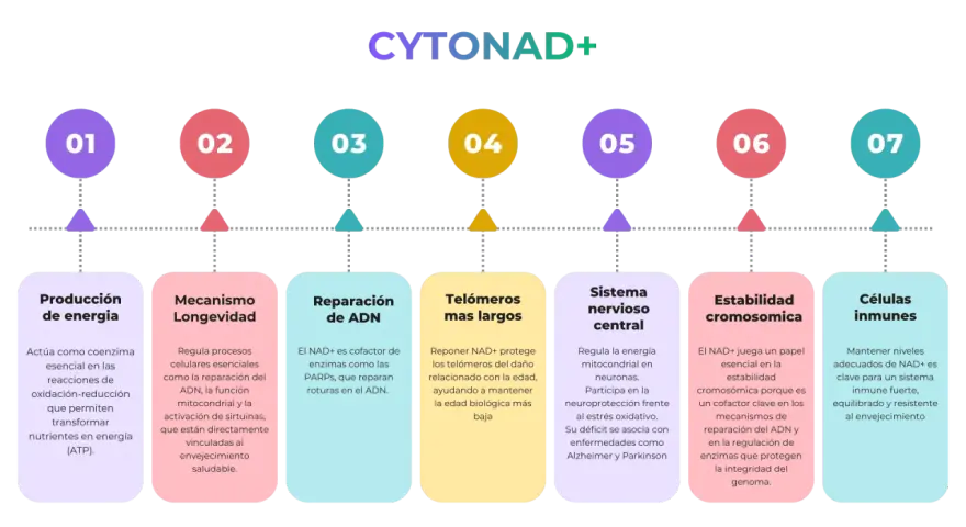 El nicotinamida adenina dinucleótido (NAD+) es crucial para la producción de energía, longevidad, reparación del ADN, telómeros largos, sistema nervioso, estabilidad cromosómica y células inmunes.