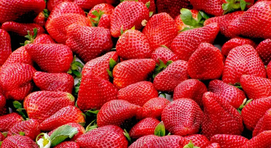 Un montón de fresas rojas y jugosas, deliciosos alimentos con mucha fibra, listas para disfrutar.