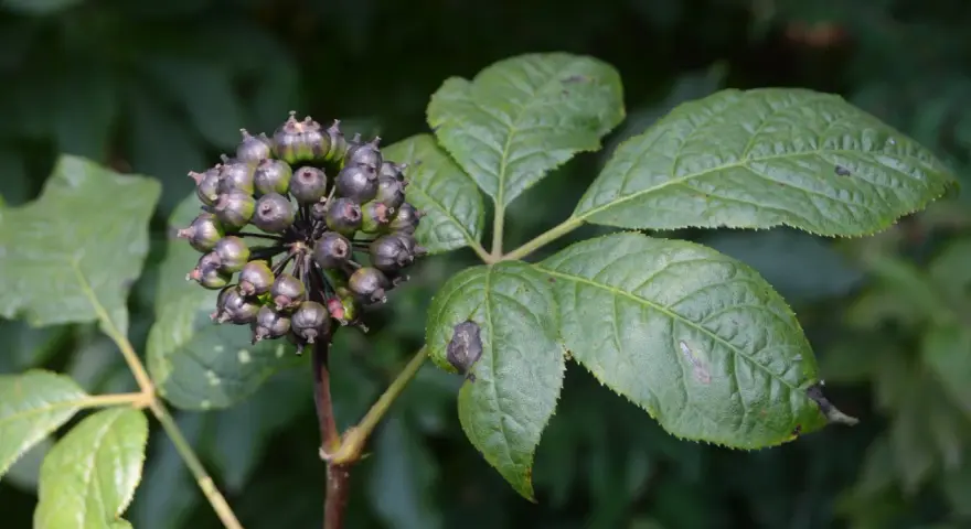 Racimo de bayas oscuras y hojas verdes de ginseng siberiano.