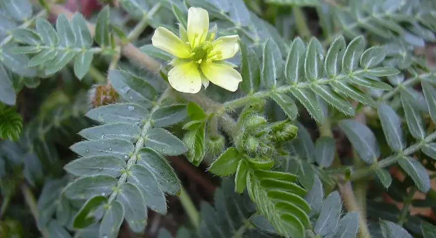Planta de tribulus terrestris con flor amarilla. Se usa en mujeres para bienestar.
