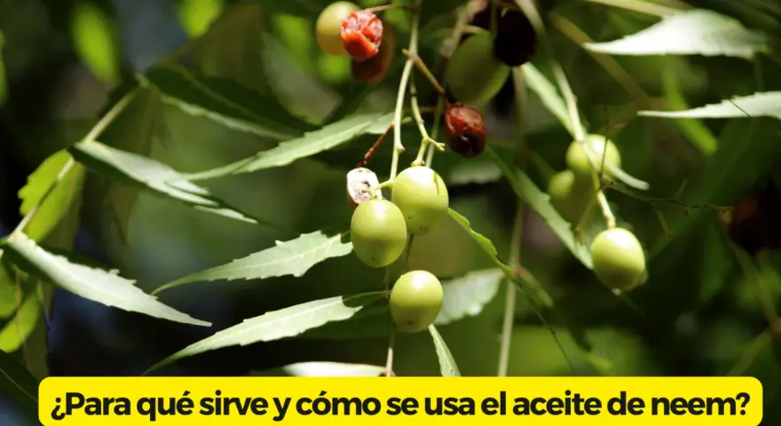 Ramitas con hojas verdes y frutos de neem, algunos verdes y otros rojizos, listos para extraer el aceite de neem.