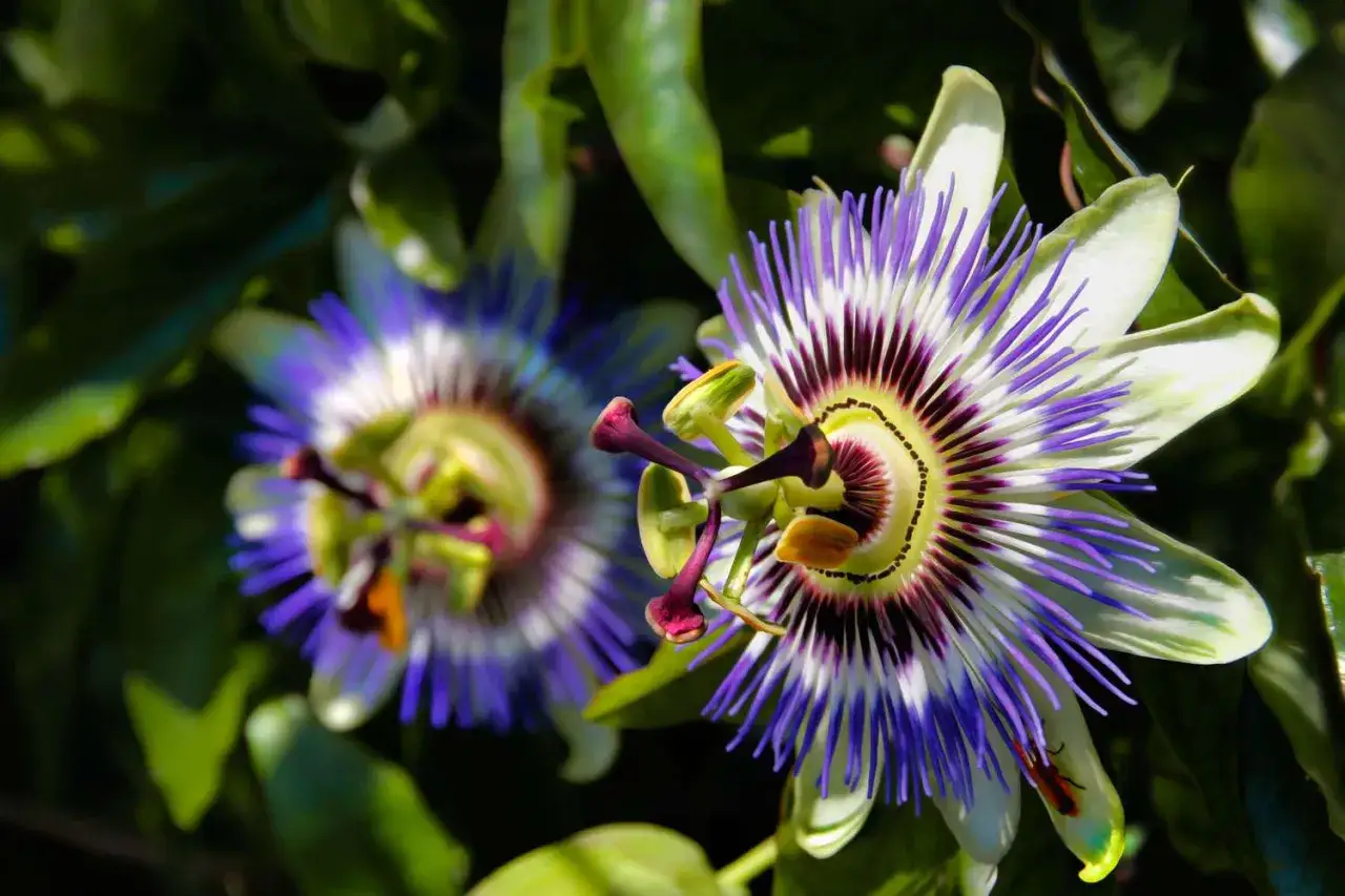 Dos flores de pasiflora, conocidas por sus maravillosas propiedades, muestran sus intrincados pétalos y filamentos morados y blancos.