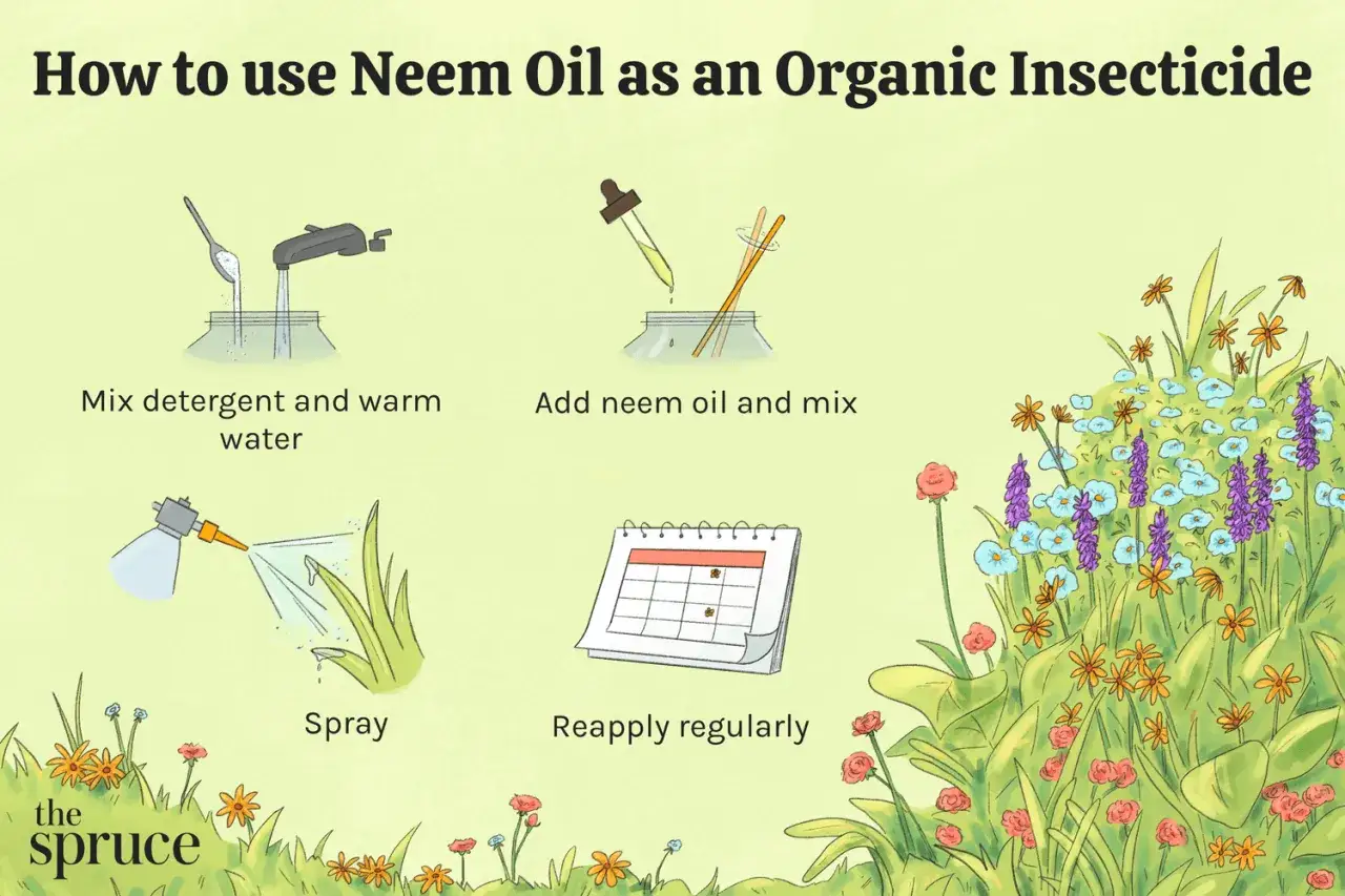 Instrucciones para usar aceite de neem como insecticida orgánico: mezclar detergente y agua, añadir aceite de neem, rociar y reaplicar.