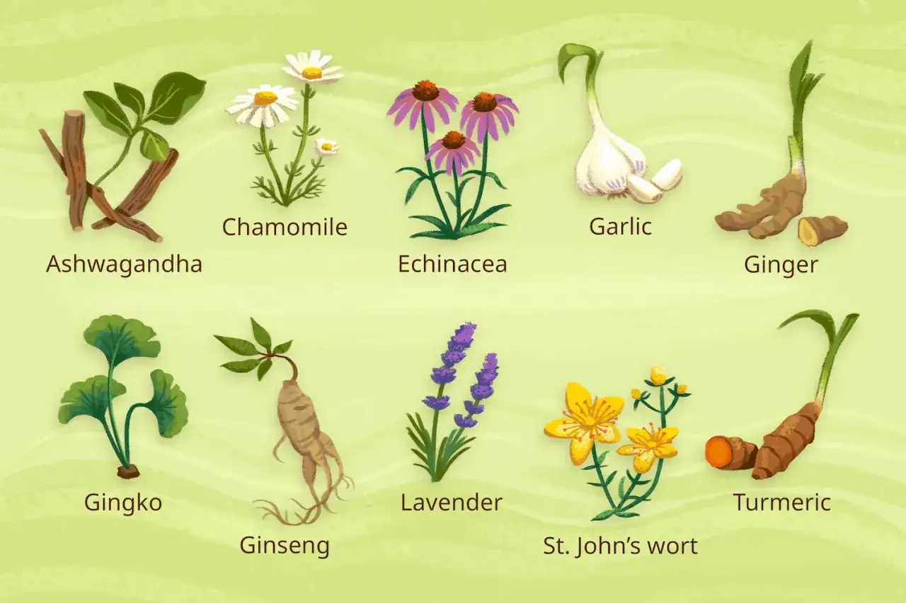 Ilustración de varias plantas medicinales, incluyendo Ashwagandha, Manzanilla, Equinácea, Ajo, Jengibre, Ginkgo, Ginseng, Lavanda, Hipérico y Cúrcuma. Estas plantas ayurvedicas son conocidas por sus propiedades curativas.