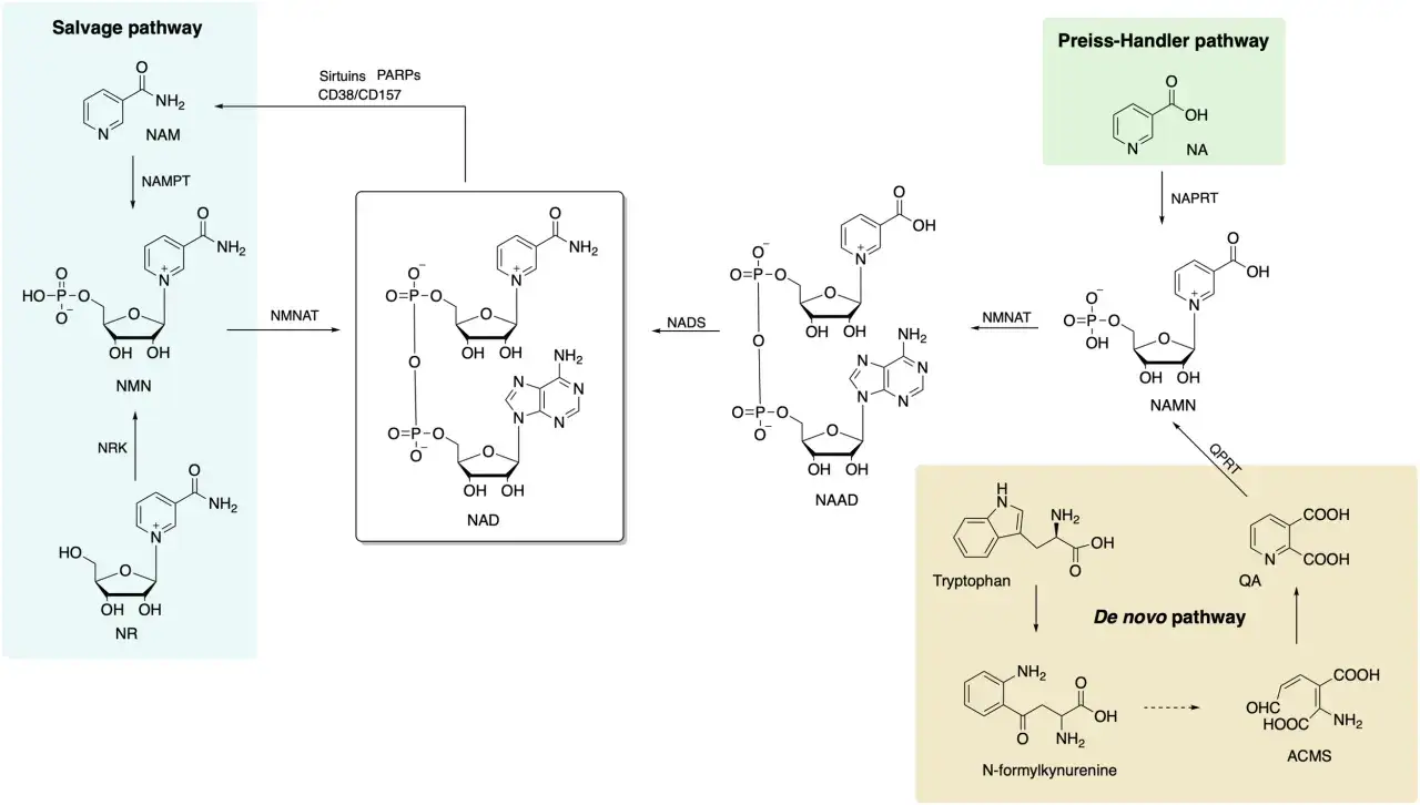 Diagrama de las vías de síntesis de NAD, mostrando la conversión de NAM a NMN y luego a NAD, y la vía de novo a partir de triptófano.