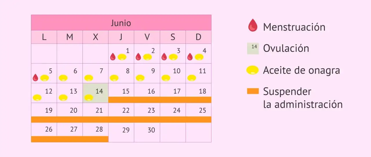 Calendario de junio con ciclos de menstruación, ovulación y uso de aceite de onagra. Indica cuándo suspender la administración para un posible embarazo.