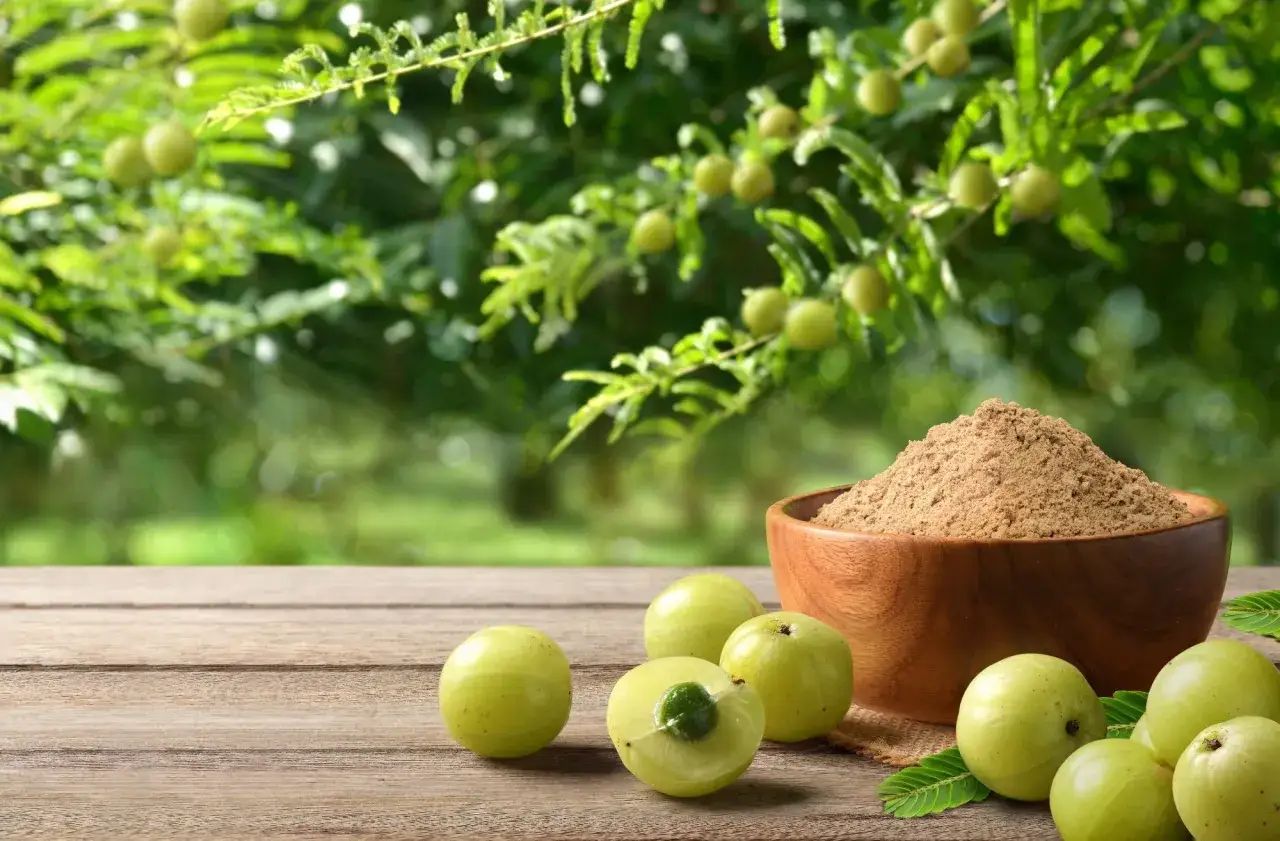 Frutos de amla y polvo en un cuenco de madera, mostrando las increíbles amla propiedades para la salud.