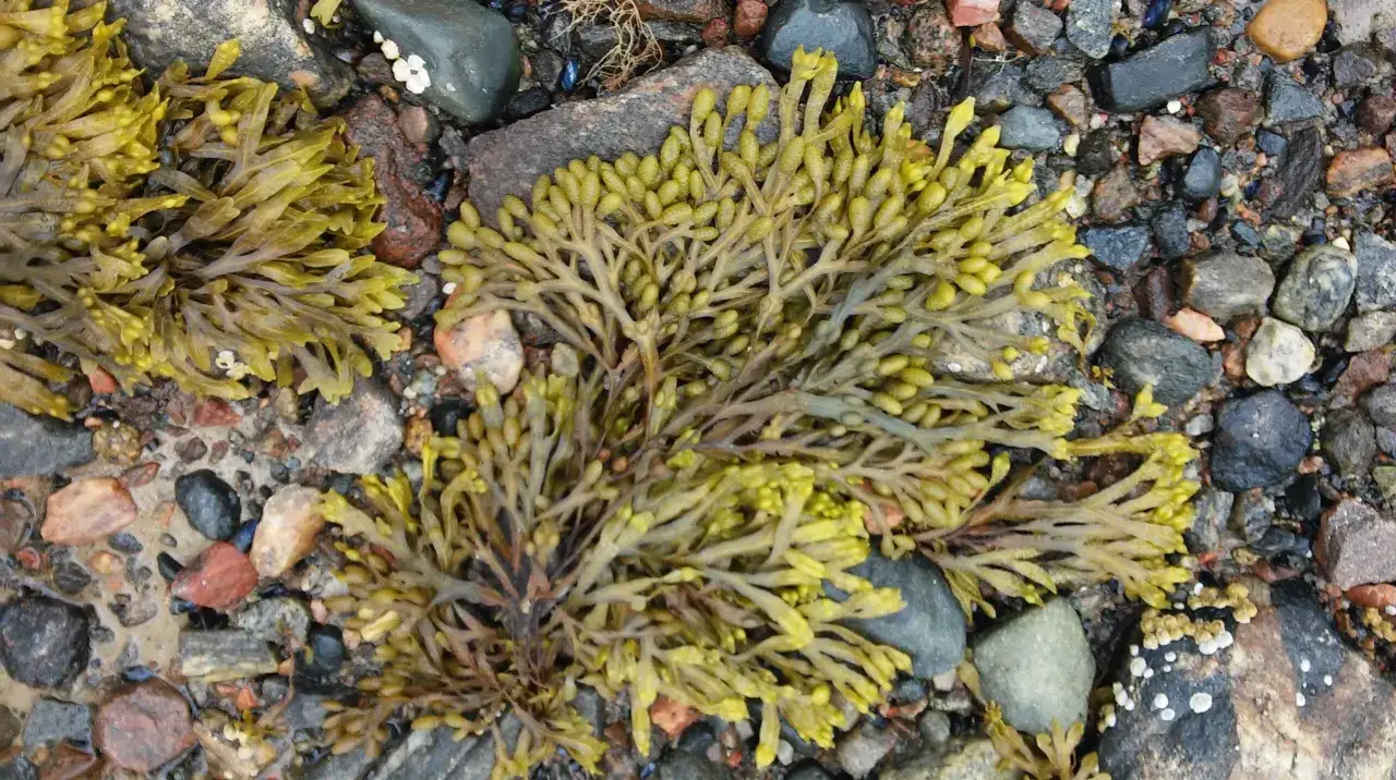 Algas Fucus en la costa. El Fucus sirve para usos medicinales y alimenticios, rico en yodo y antioxidantes.