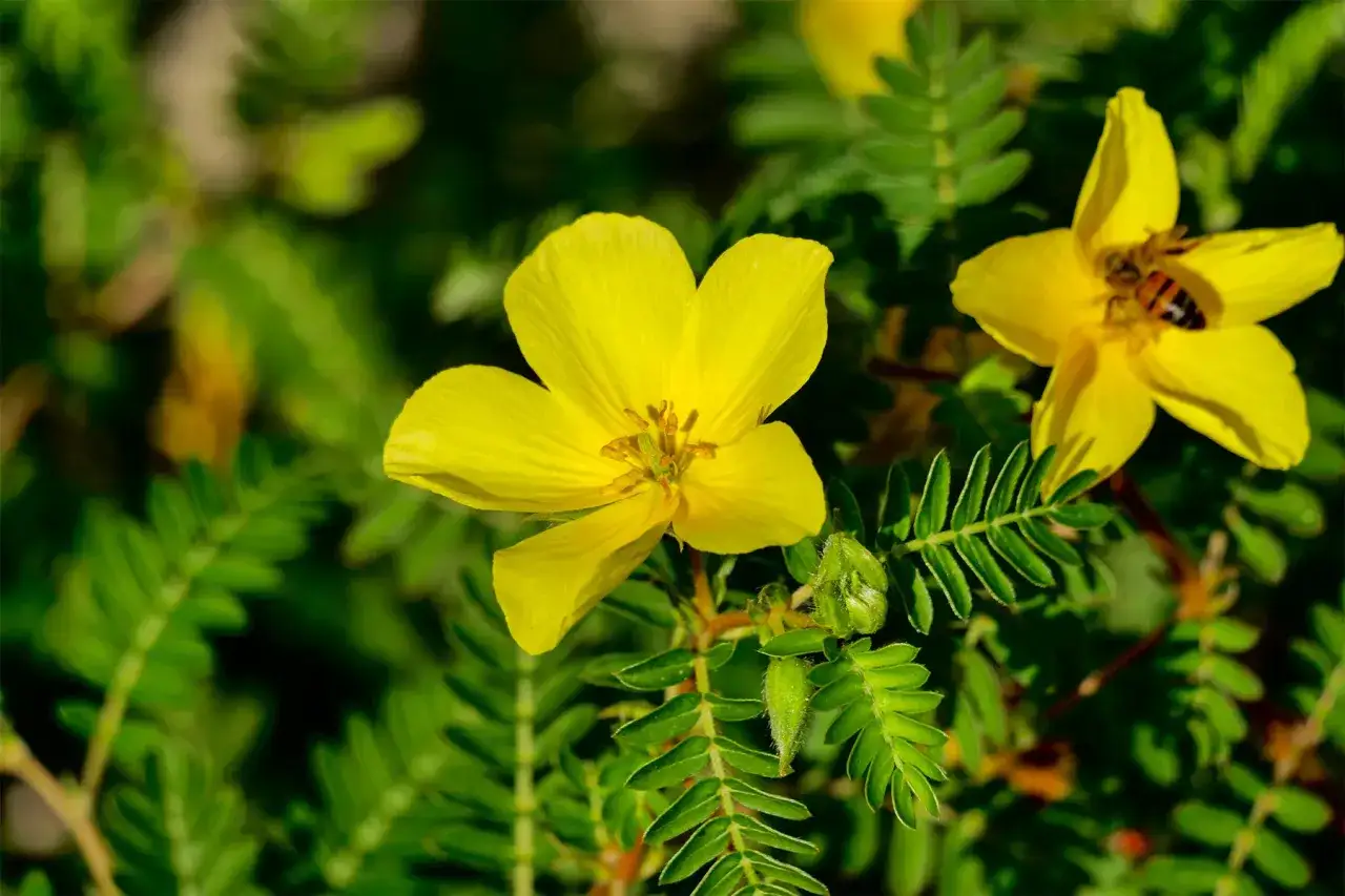 Flor amarilla de tribulus terrestris, planta conocida por sus usos medicinales. Una abeja visita una de las flores.