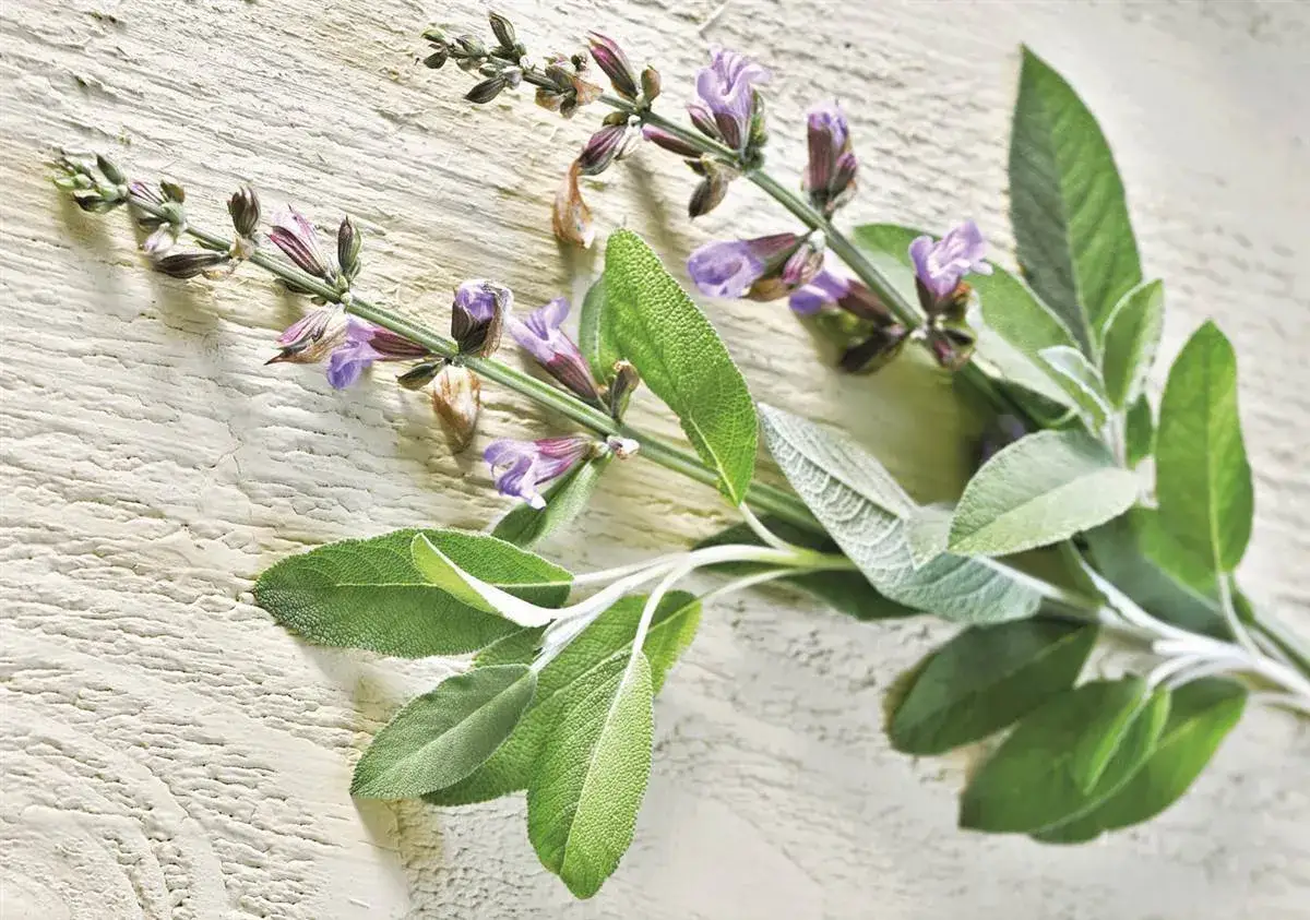 Salvia fresca con flores moradas, ideal para aprender como tomar salvia para la menopausia.