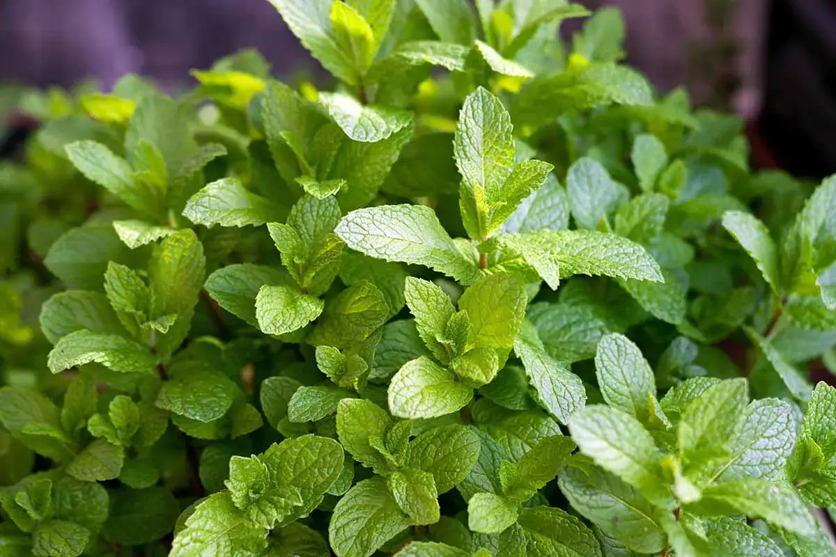 Primer plano de varios tipos de menta, con hojas verdes vibrantes y texturizadas.