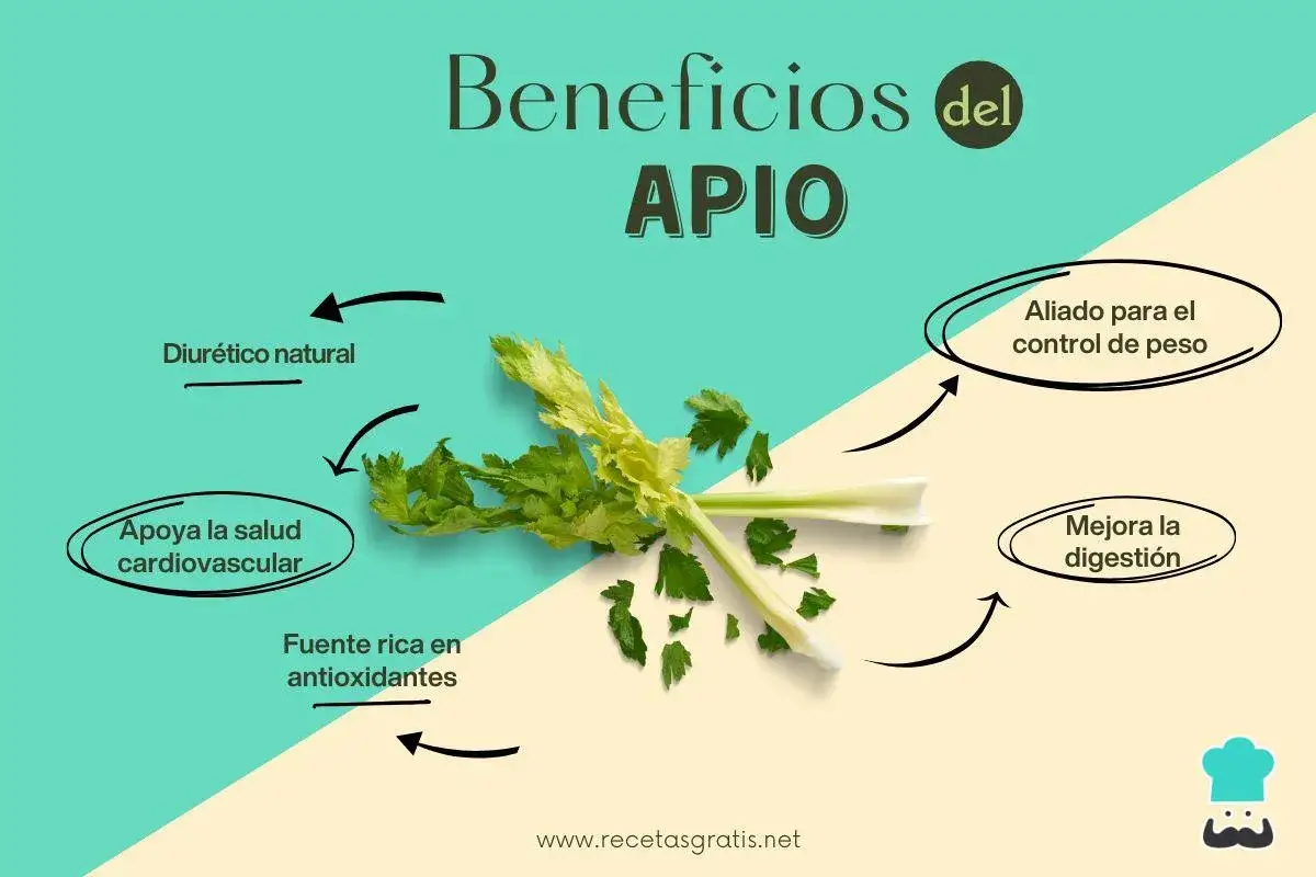 El apio, con sus múltiples propiedades, es un diurético natural, aliado para el control de peso, fuente de antioxidantes y apoya la salud cardiovascular y digestiva.