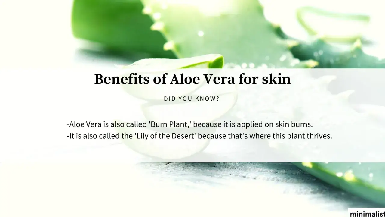 Sabila para que sirve: la planta de aloe vera, conocida como