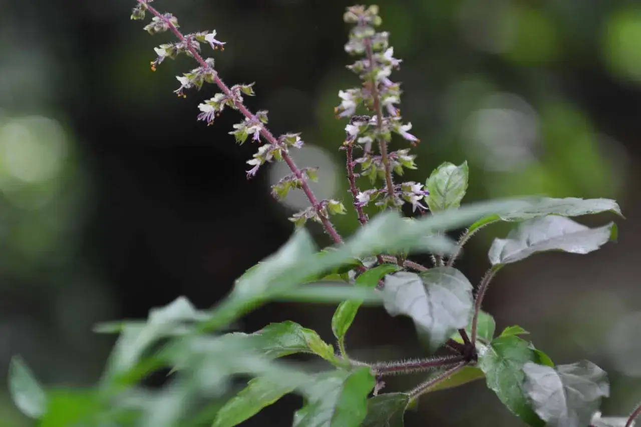 Ramas de albahaca sagrada con delicadas flores blancas y p&uacute;rpuras, hojas verdes y un fondo oscuro y difuminado.