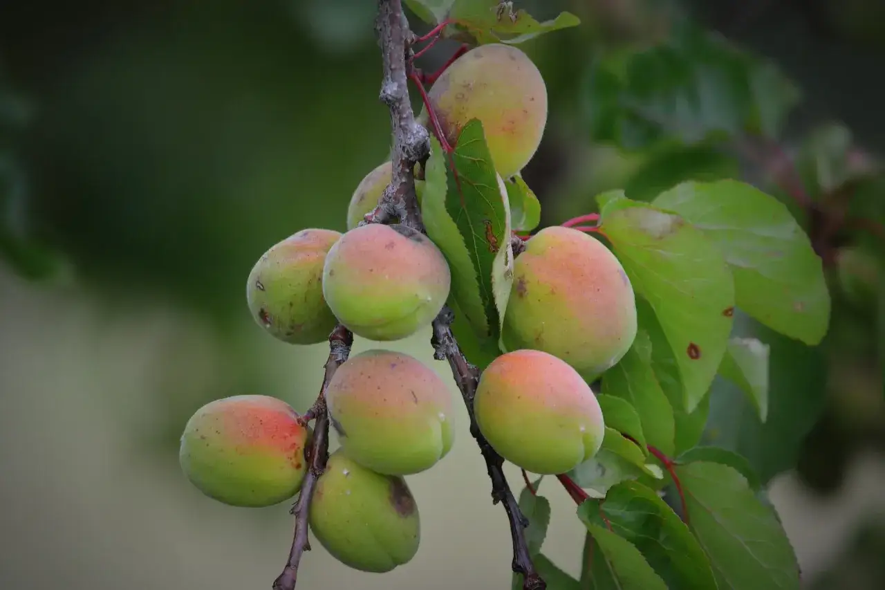 Un racimo de albaricoques verdes y rosados cuelga de una rama. Sus propiedades nutritivas son un tesoro de la naturaleza.