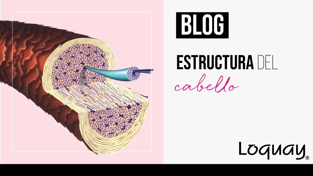 Ilustración de la estructura del cabello, mostrando dónde se encuentra la queratina en las capas internas.