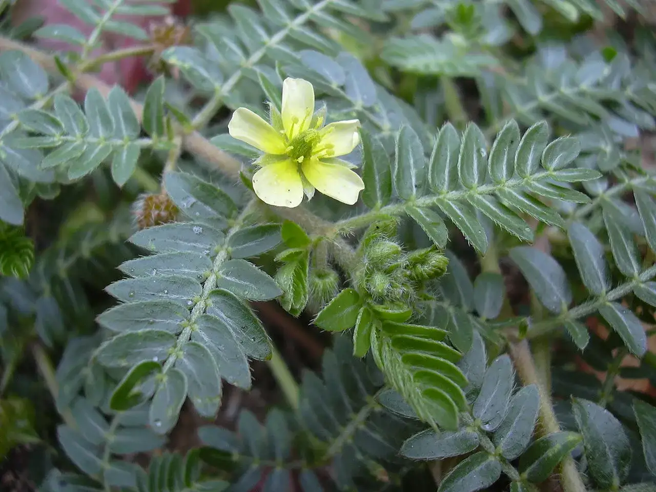 Planta de tribulus terrestris con flor amarilla. Se dice que esta hierba es beneficiosa para las mujeres.