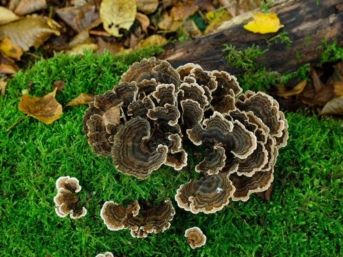 Hongos con anillos concéntricos marrones y blancos, como una cola de pavo, crecen sobre musgo verde y hojas caídas.