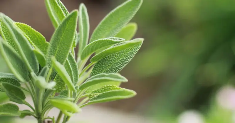 Primer plano de hojas de salvia, una planta conocida por sus usos medicinales y culinarios.