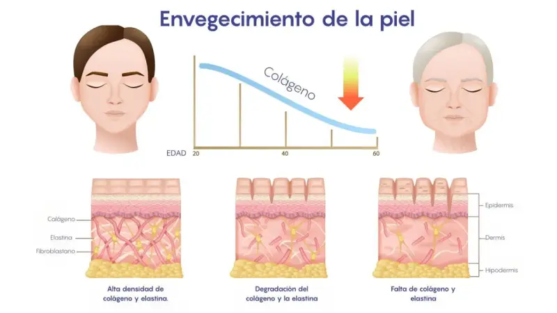 Gráfico muestra cómo disminuye el colágeno con la edad. ¿A qué edad se puede tomar colágeno? A partir de los 20 años, la piel pierde colágeno.