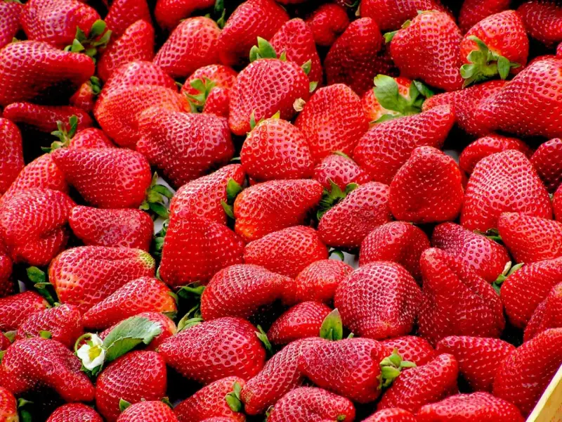 Un montón de fresas rojas y jugosas, deliciosos alimentos con mucha fibra, listas para disfrutar.